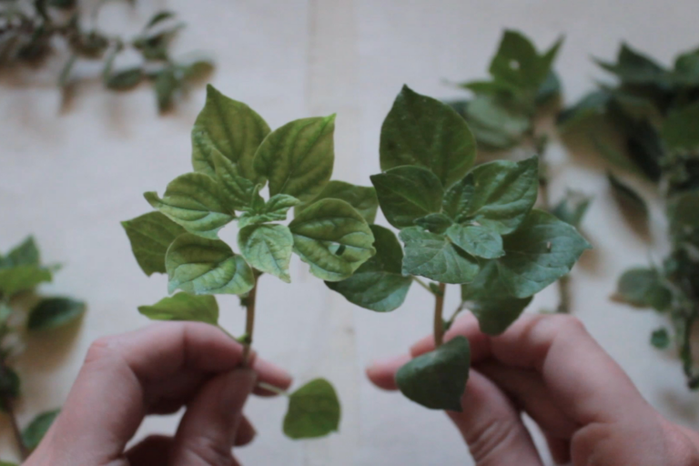 theorimata - Culture is Athens - Πολιτισμός είναι η Αθήνα